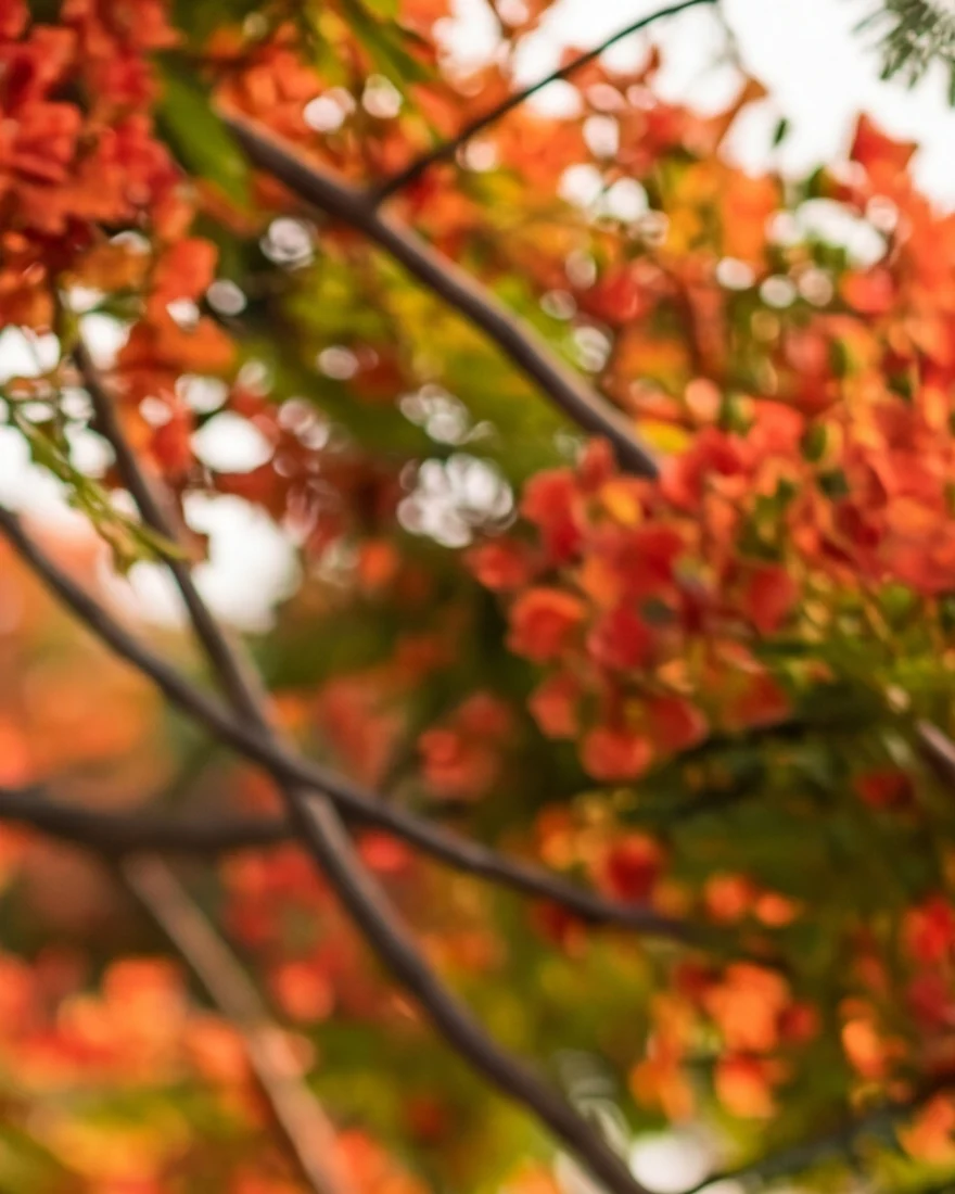 Orange flame-tree blossom in evening light